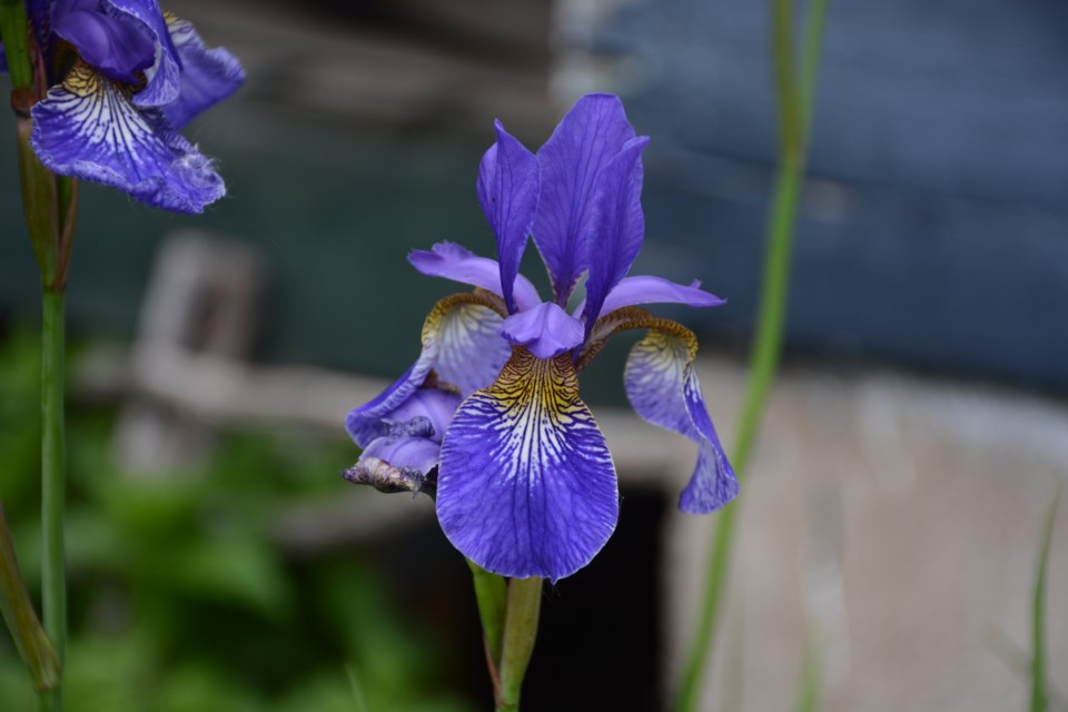Iris bloom web Les Dunford