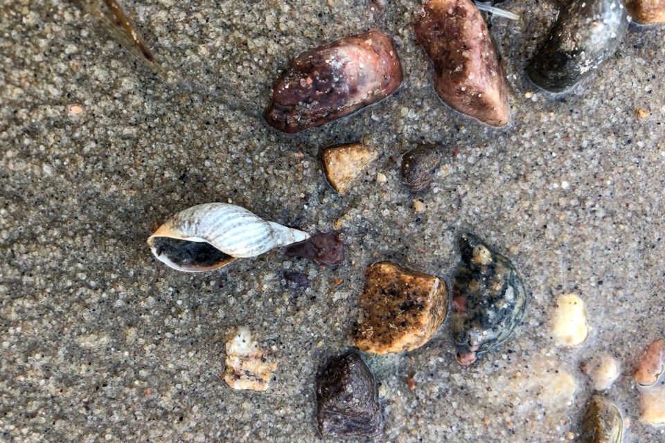 Jackfish Lake shell_PI