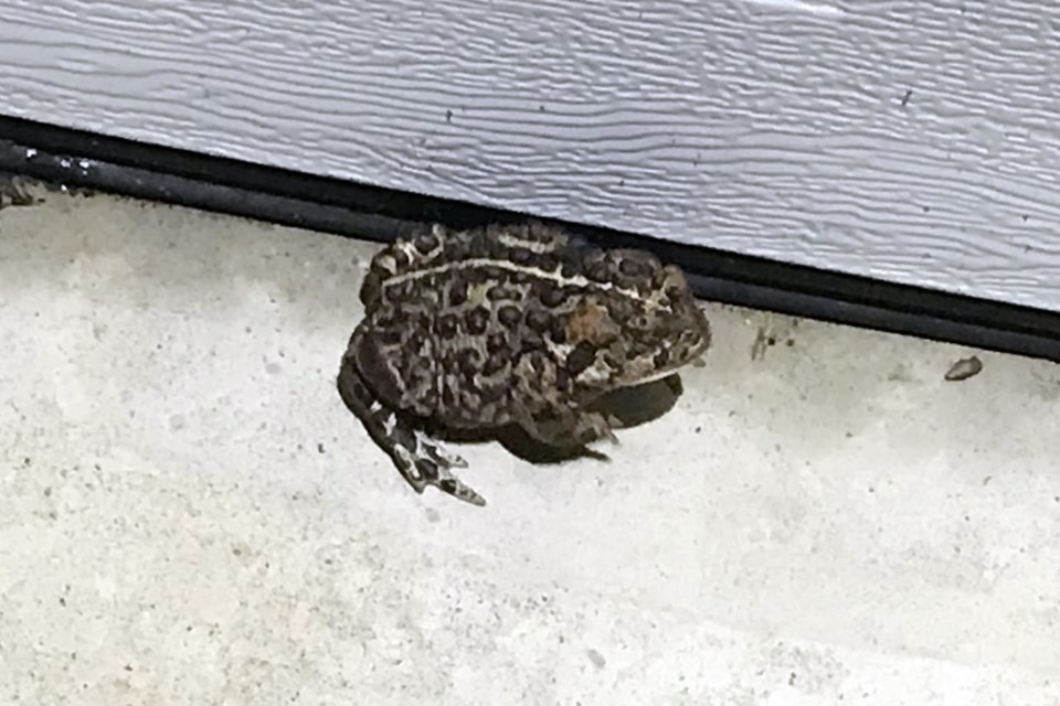 Just a toad - Sue Milligan