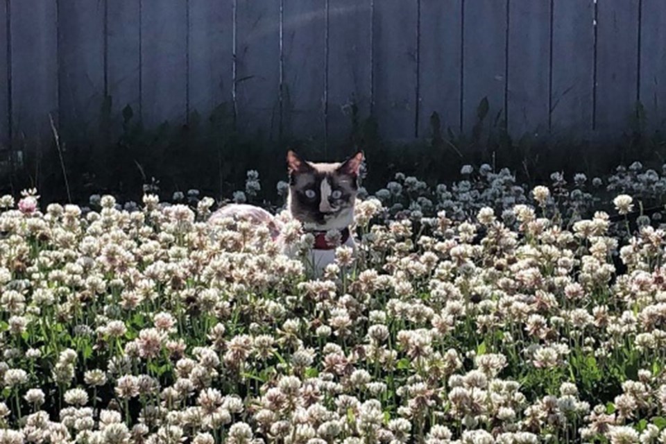 Kitty in Flowers2 Gabriela Castano