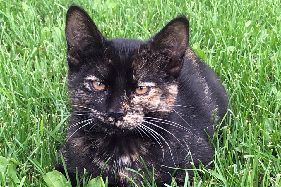 Kitty in the grass_PI