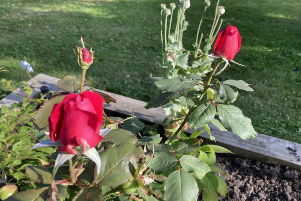 Last roses of summer - H. Saumer