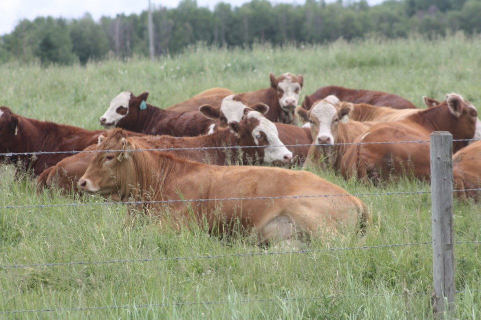 Lazy cows near Forfar web Chris Zwick