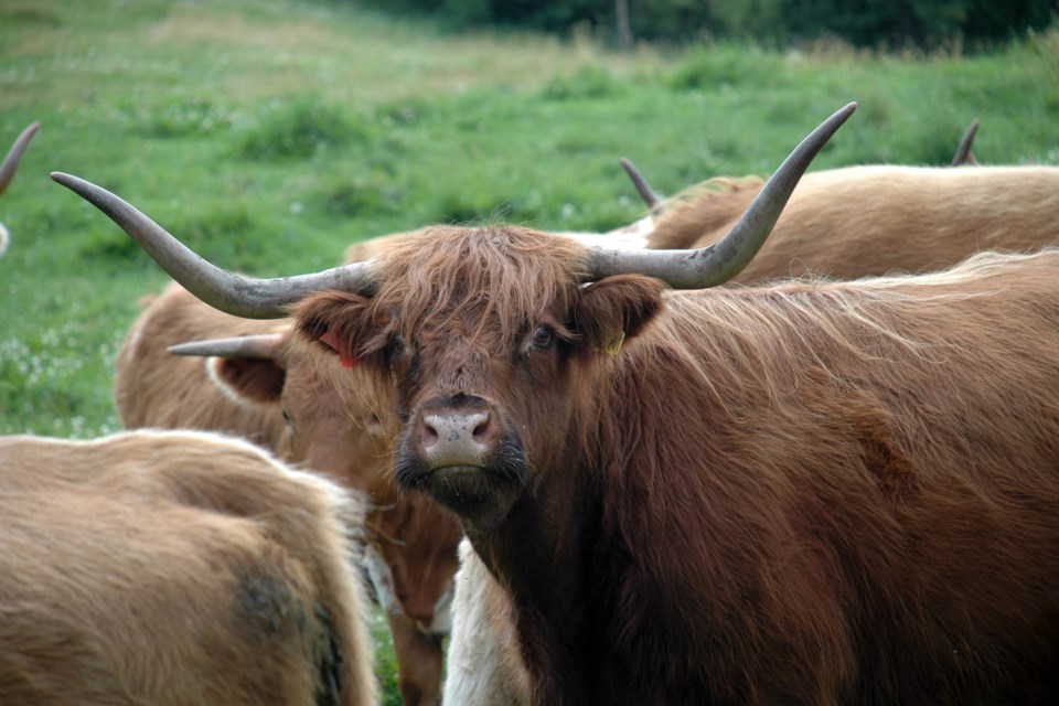 Longhorn Les Dunford