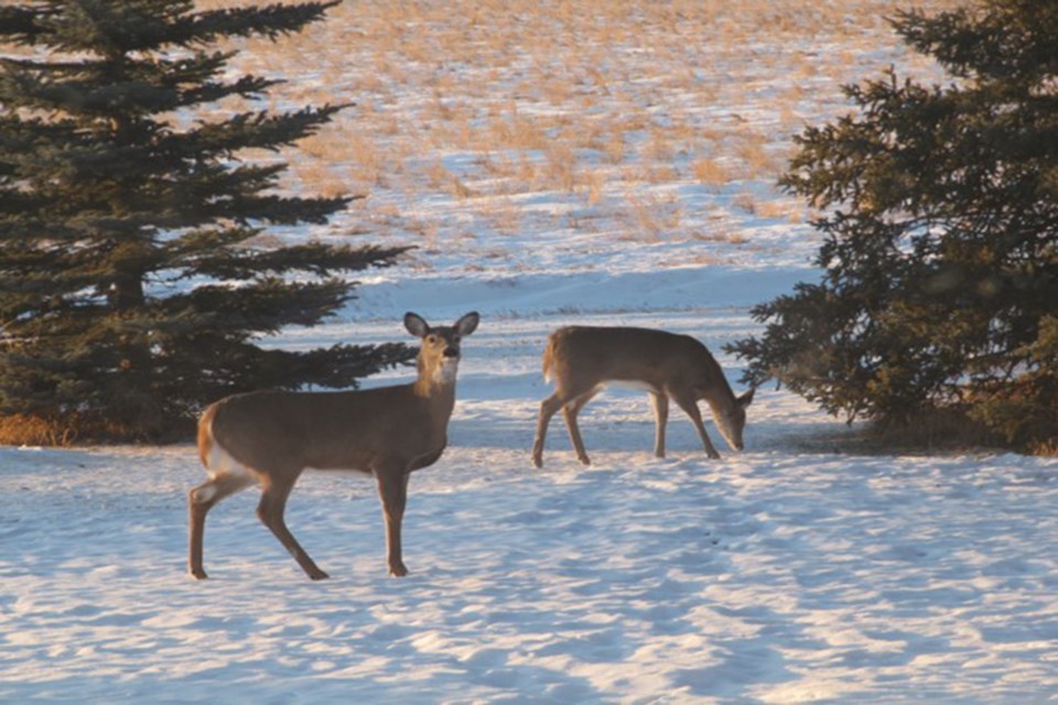 Looking for lunch Arlene Berezowski