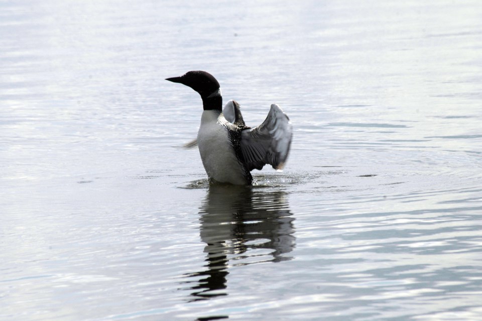 Loon2 Les Dunford