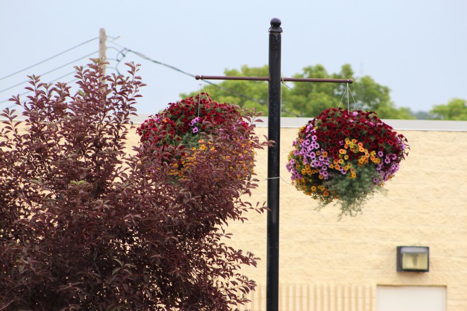 Main Street foliage Danica Brad