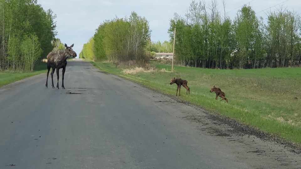 Moose family County Barrhead Kerry Breukelman web