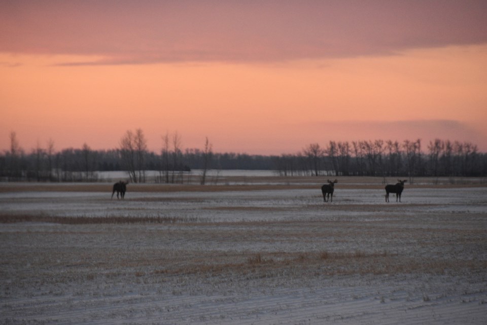 Moose in the morning Jes Midgett