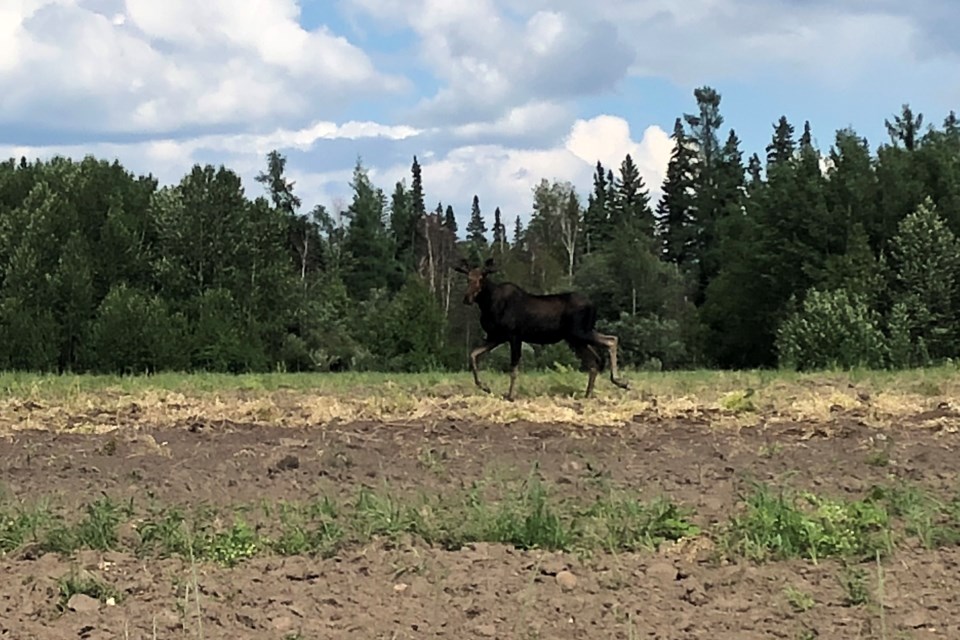 Moose Pam Ilomin