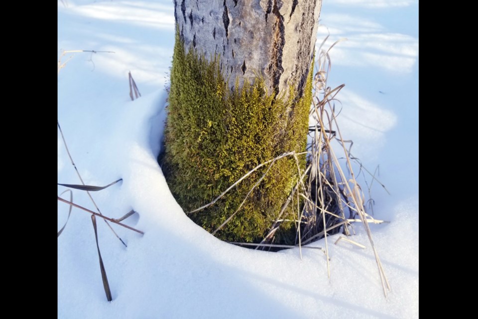 Mossy trunk Daniel Schiff