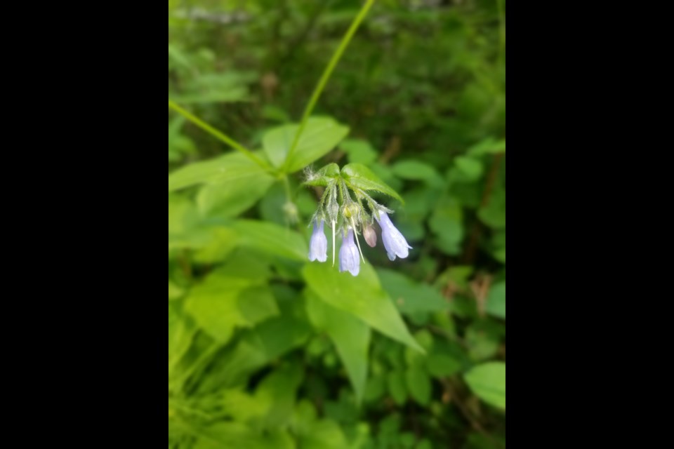 Mountain Bluebell