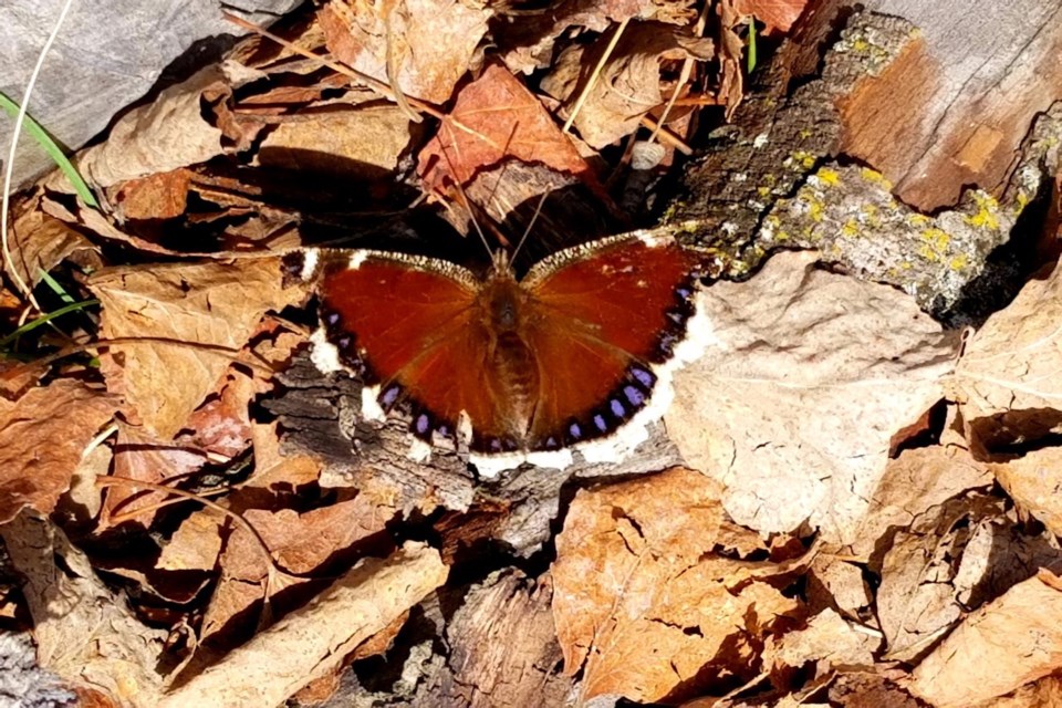 Mourning Cloak butterfly nymphalis antiopa on Muskeg Creek trails May 9 Daniel Schiff