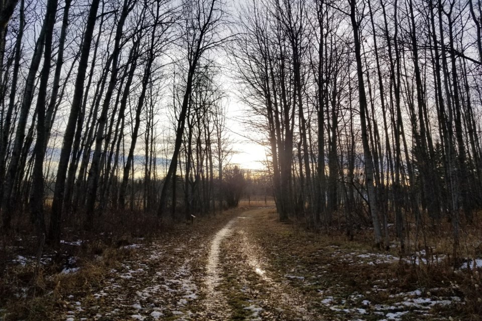 Muskeg Creek trail Daniel Schiff