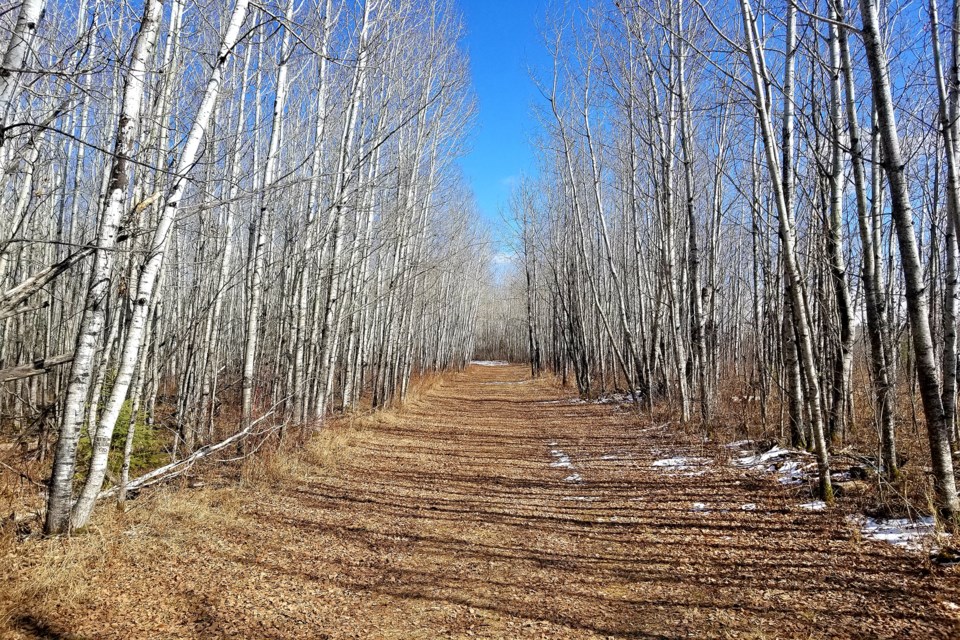 Muskeg Creek trails 5K Daniel Schiff