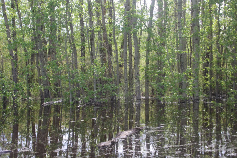 Overflowing Creek near border of Westlock and Barrhead County