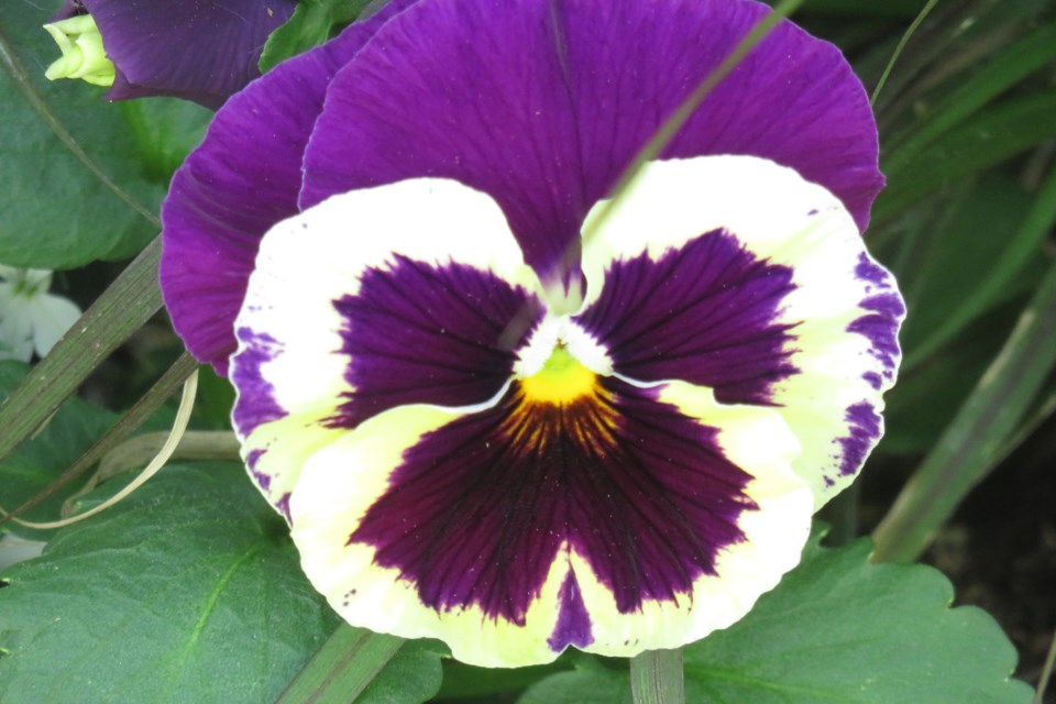 Pansy face cathy berezowski