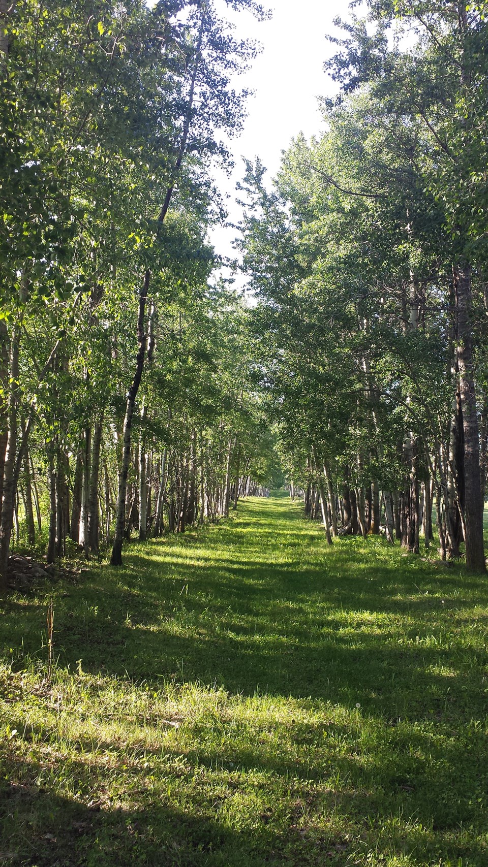 Path through the woods web Lynda Leng