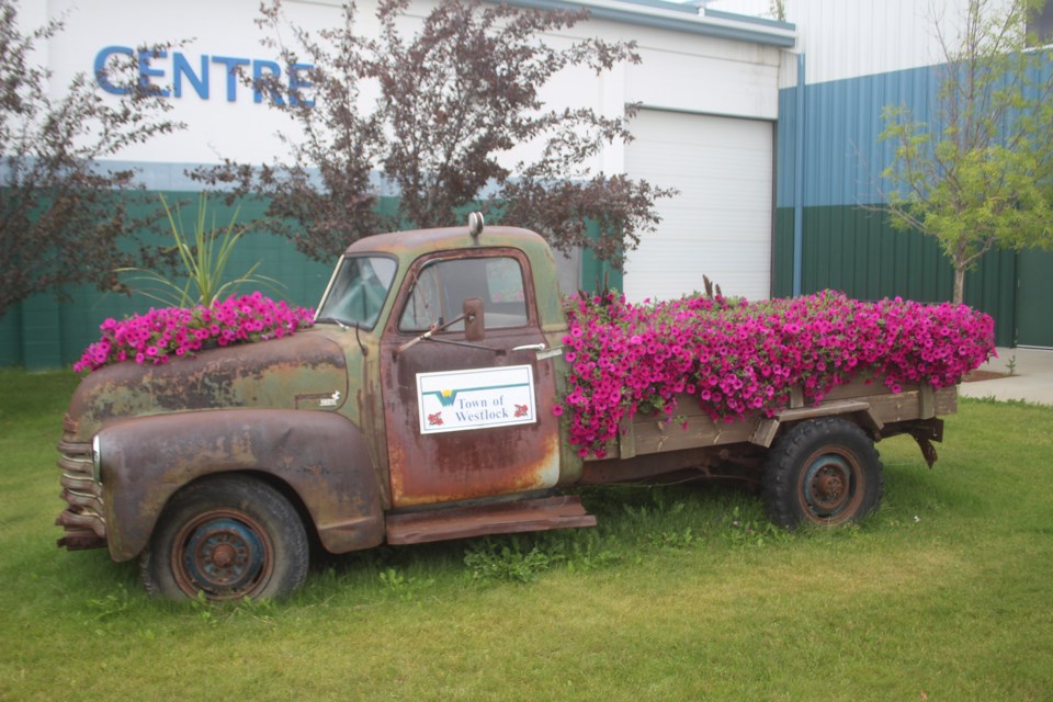 Petunias blooming in back of antique truck by Westlock Rotary Spirit Centre