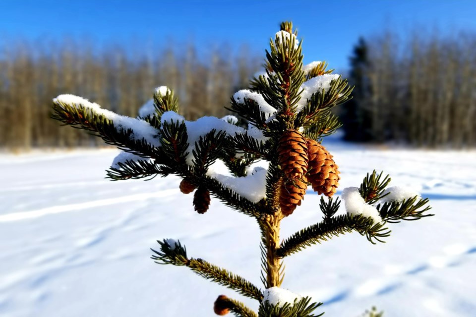 Pine cone Daniel Schiff