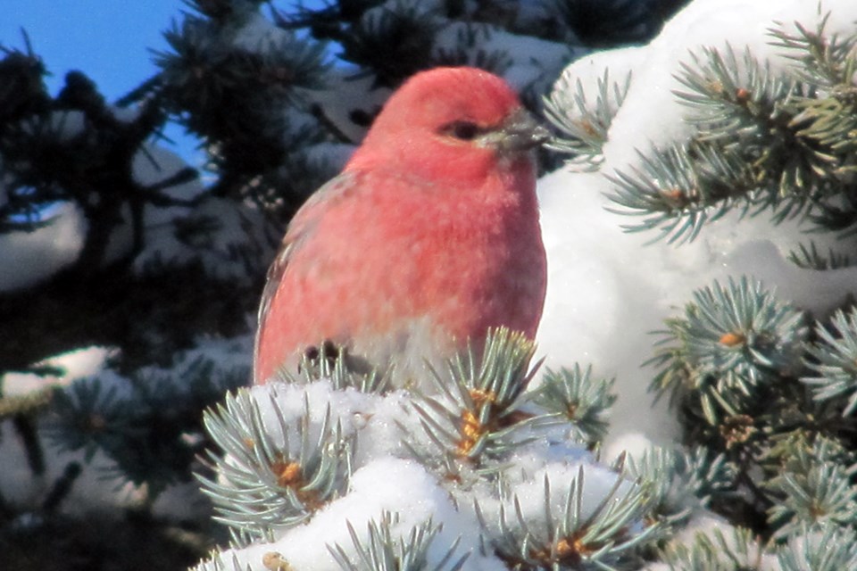 Pine Grosbeak Arlene Berezowski