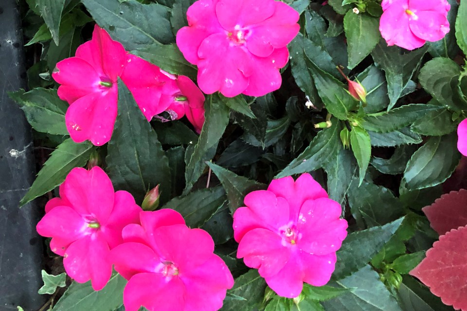 Pink Flowers_PI