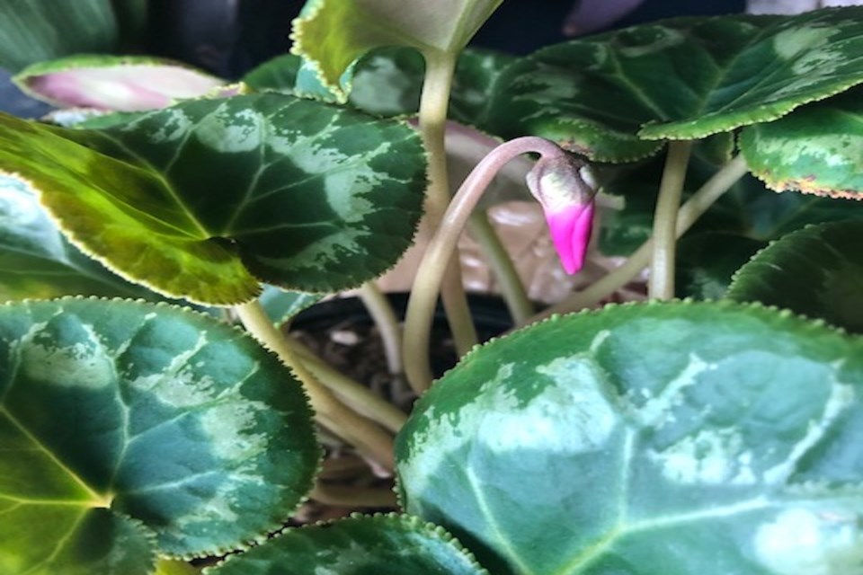 Pretty sprout PI