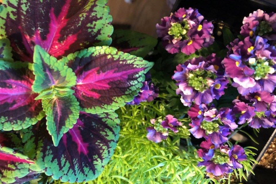 Primrose and Coleus