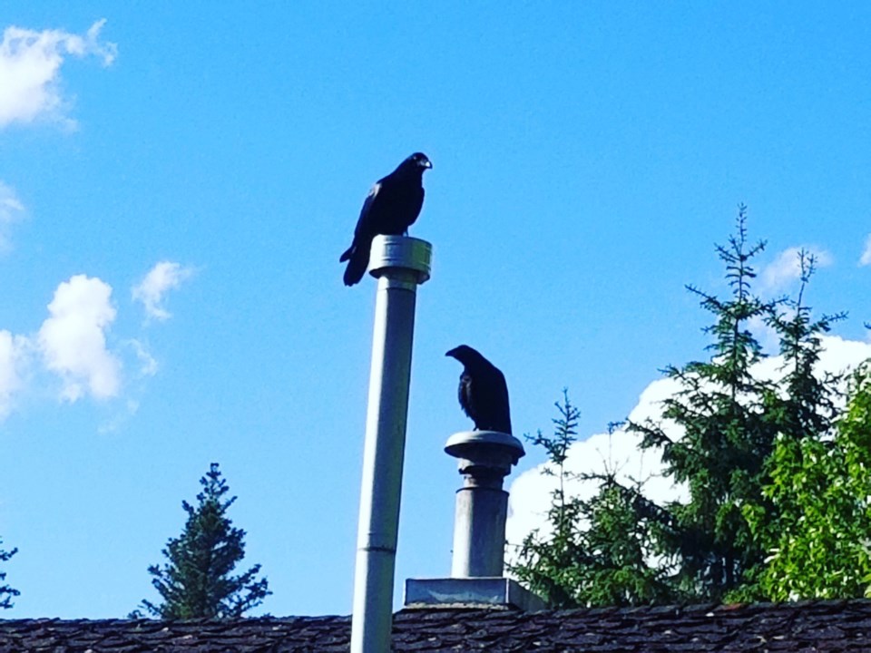 Ravens on the roof Daniel Schiff web