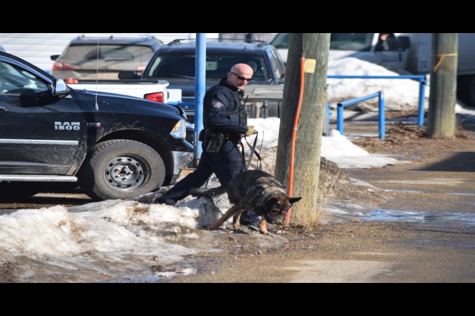 An RCMP dog team searches for evidence in the alley between Main Street and 51st Street after a March 18 armed robbery.