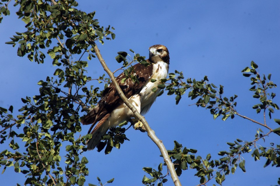 Red-tail hawk2 Les Dunford