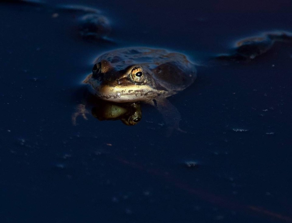 Ribbit Denise Lang-Wells web