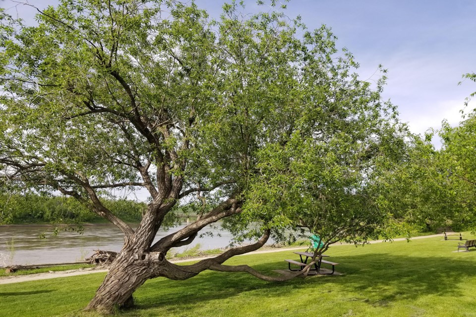 Riverfront willow web Daniel Schiff