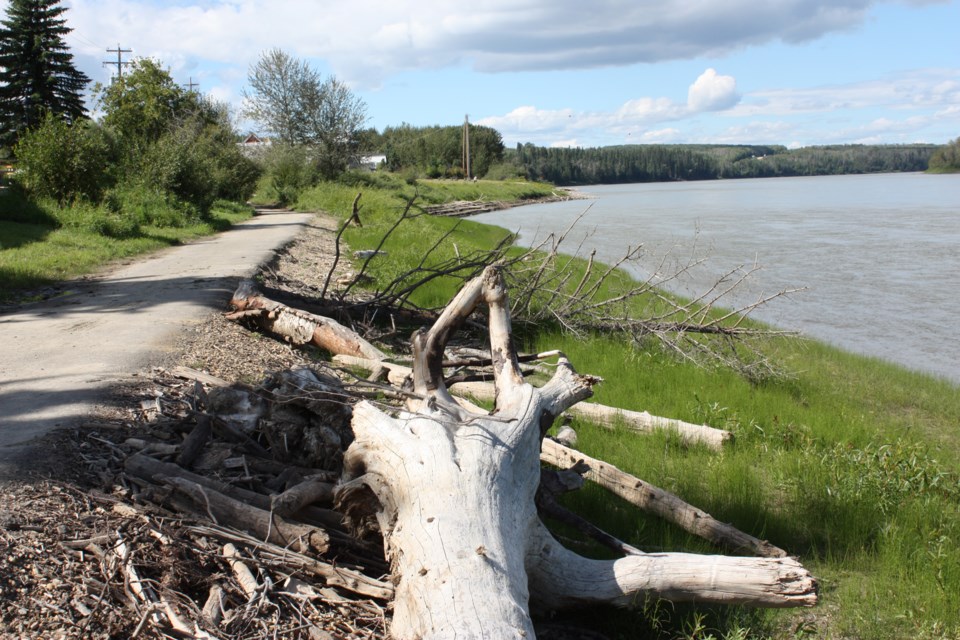 Riverside driftwood