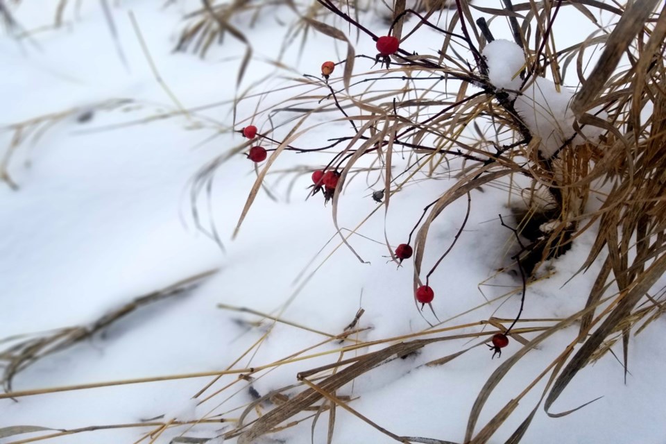 Rose hips Daniel Schiff