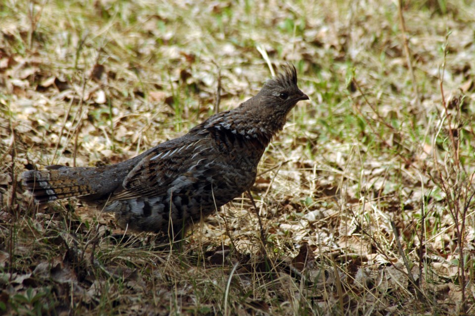 Ruffed grouse Les Dunford