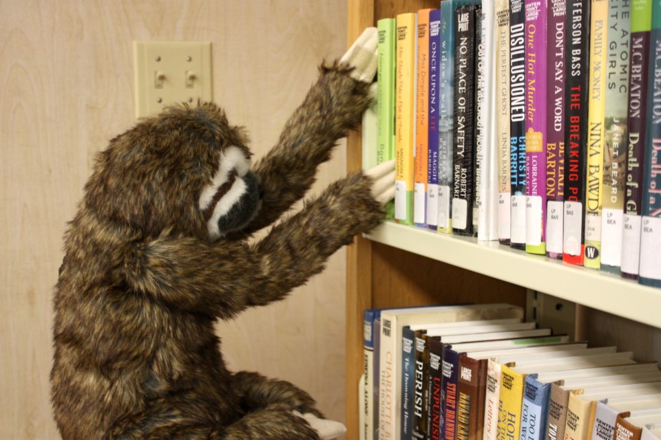 Domino the sloth wandering around the Alice B. Donahue Library on a warm Thursday afternoon. 