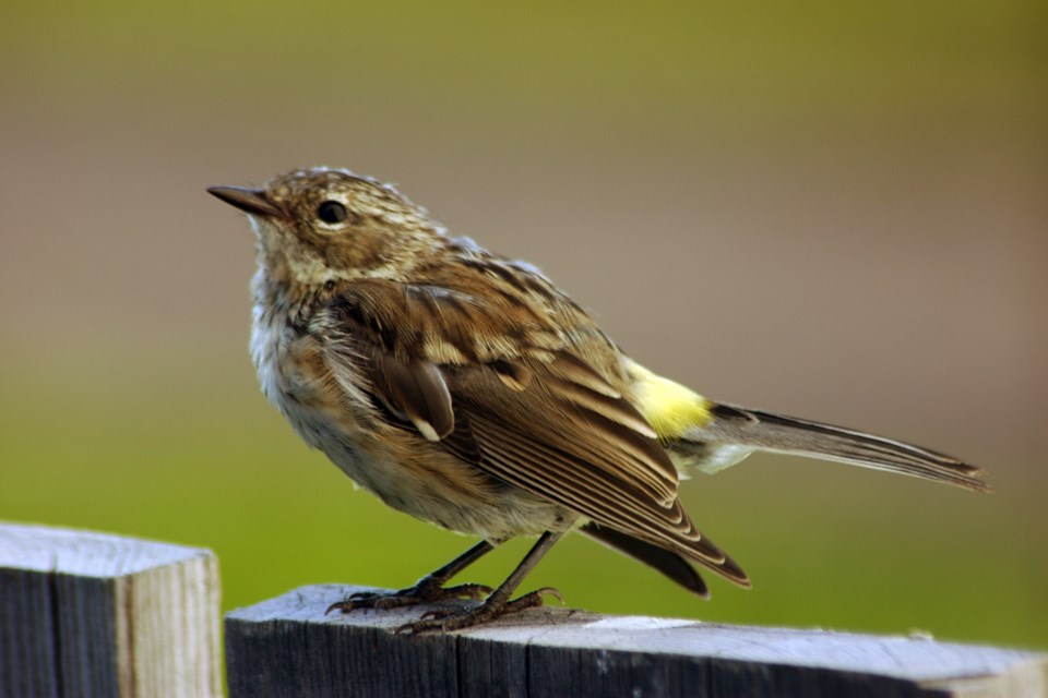 Sparrow Les Dunford