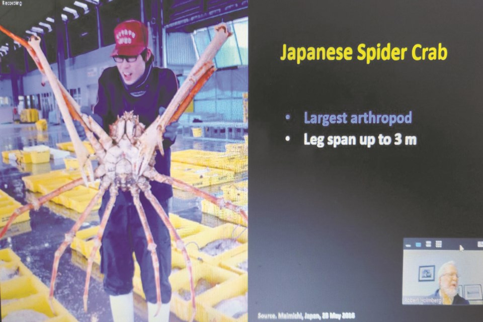 A screenshot from Dr. Robert Holmberg’s Feb. 23 Science Outreach presentation on crustaceans. The largest of the
crustaceans (and all arthropods), the Japanese spider crab, which can grow to three metres in length.