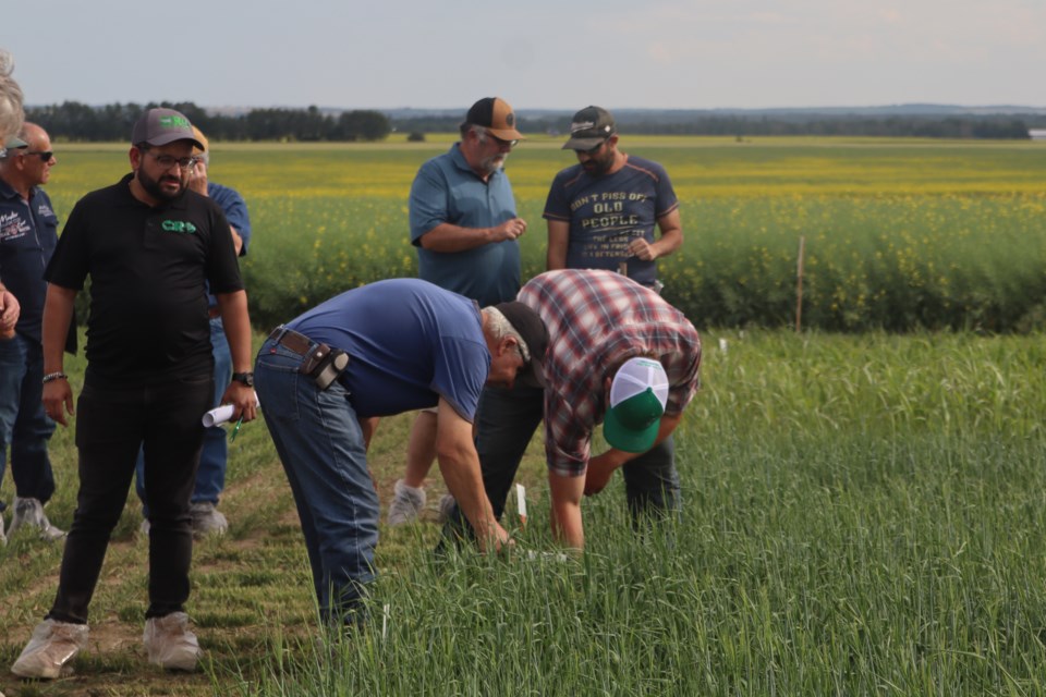 Farmers inspect the forage at one of the GRO's forage trial plots on July 24. 