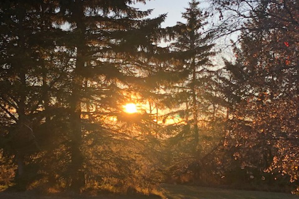 Sunrise Trees_PI