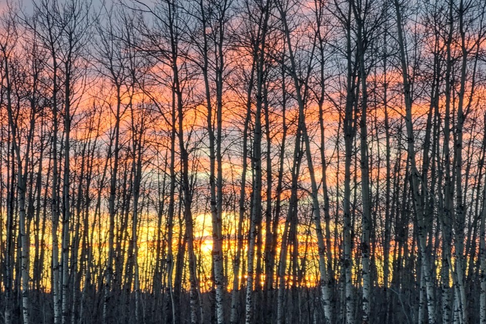 Sunset through the trees cZ