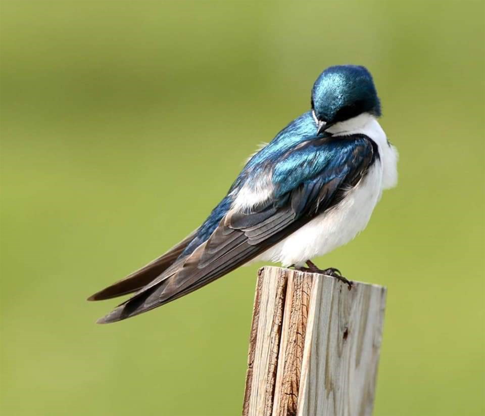 Swallow Denise Lang-Wells web