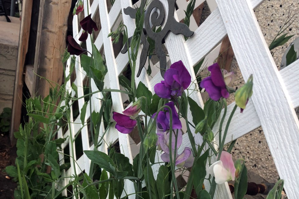 Sweet peas_PI