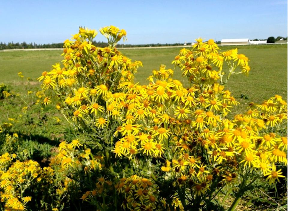 tansy-ragwort