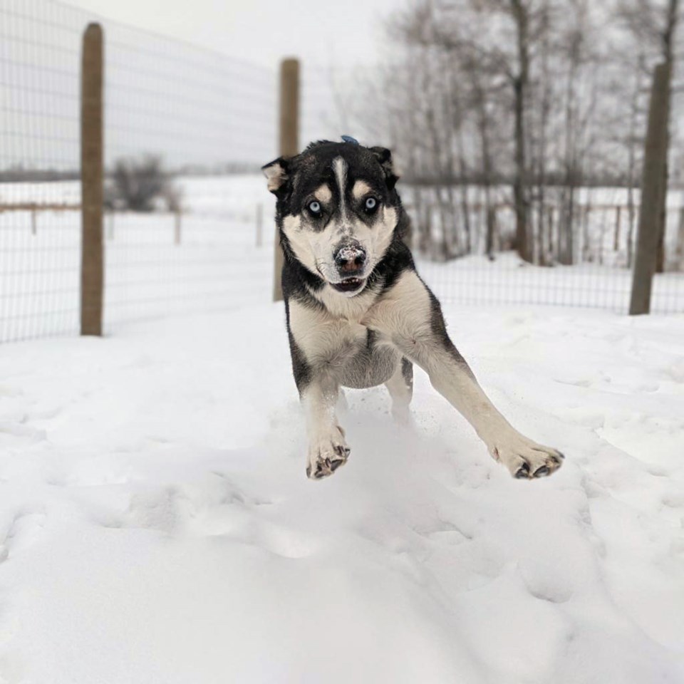 Thunder dog