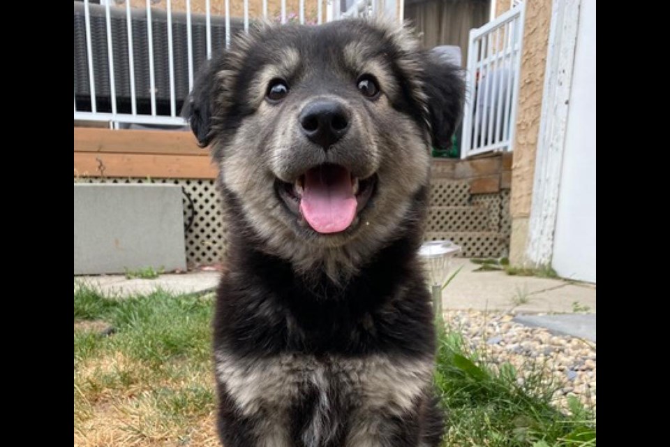 Who could turn down a face like this?  The Lac La Biche Regional Humane Society has a selection of dogs and cats ready for adoption.