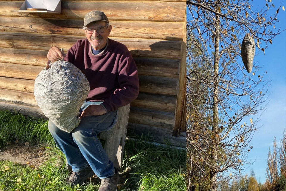 Tom Bowzaylo had never seen anything like it in his 84 years, so when the massive wasp’s nest hanging high in one of the trees at his farm southeast of Athabasca caught his eye last week, he had to look again. The little stingers had obviously been busy all summer building their grey paper home to the size of … well, take a look at the picture, it’s probably the biggest one of those you’ve ever seen. Bowzaylo was able to get rid of the pesky insects and recover the nest in tact with the help of some family members and a little bit of farmers’ ingenuity. That’s quite a keepsake for 2020.

Submitted
