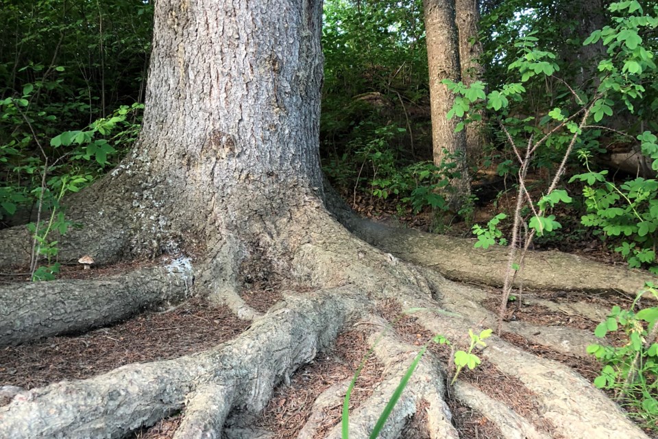 Tree tentacles Pam Ilomin