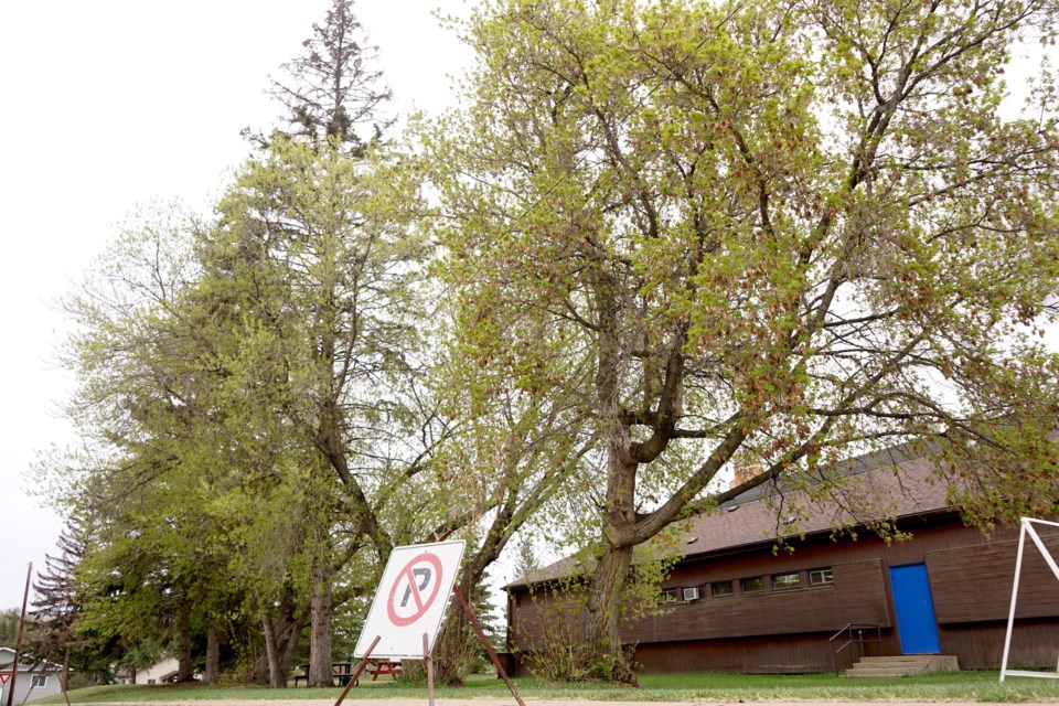 Three maples and one elm tree south of the Alice B. Donahue Library were removed due to cracked limbs and rotting bases posing a risk to the library.                                